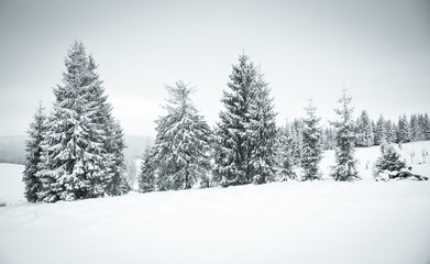 christmas background of snowy winter landscape