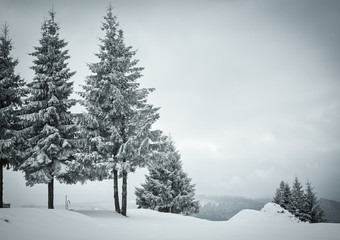 christmas background of snowy winter landscape