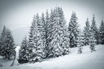 christmas background of snowy winter landscape