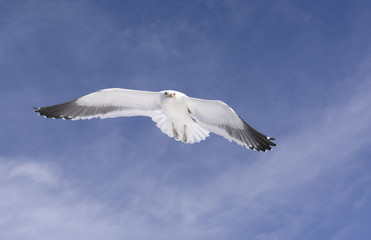 Seagull