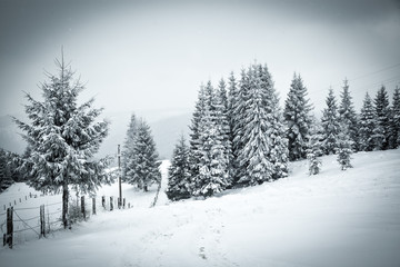 christmas background of snowy winter landscape