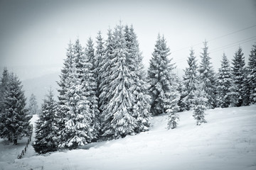 christmas background of snowy winter landscape