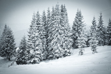 christmas background of snowy winter landscape