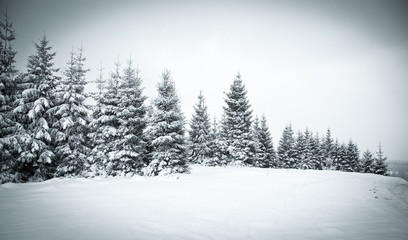 christmas background of snowy winter landscape