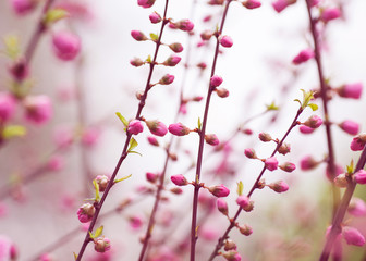 Beautiful flowering Japanese cherry - Sakura. Background with fl
