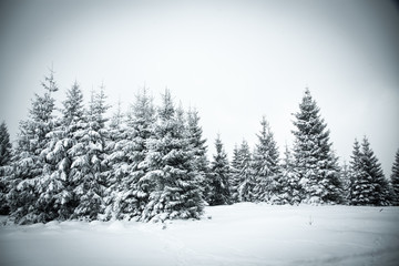 christmas background of snowy winter landscape