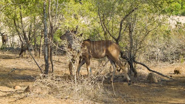 Young Kudu Males Feeding Under the Tree Shade in their Natural Habitat in South Africa's Kruger National Park on a Dry Sunny Day