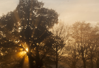 Sunset through the trees
