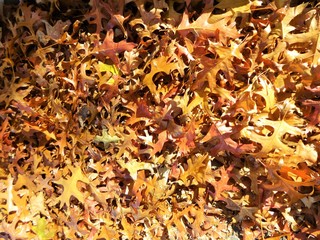 Autumn leaves on the ground 