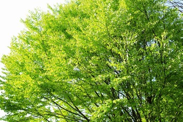 Fototapeta premium 爽やかな緑の背景素材