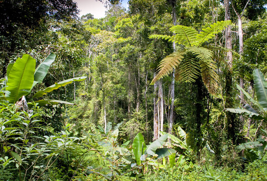 Ranamafana Rainforest - Madagascar