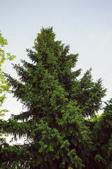 Summer branch with fresh green leaves