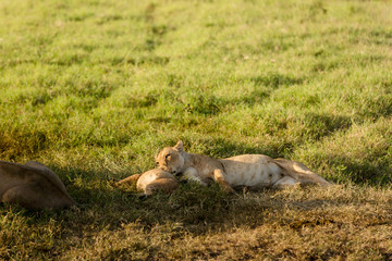 Female lion playing with her cub after having breakfast at sunrise in Serengeti National Park, Africa