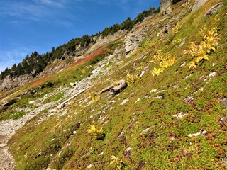 Autumn colored plants on the slope of a mountain