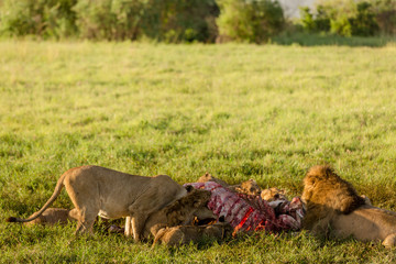 Female lions eating after they hunted and male lions have eaten. Cubs are allowed to eat with their dads