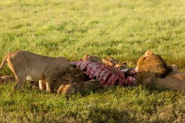 Female lions eating after they hunted and male lions have eaten. Cubs are allowed to eat with their dads