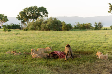 Lions family eating after their hunt. Male lions are eating first although they don't hunt, then females. Cubs are ignored.