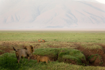 Lion cubs looking to play after they had breakfast at sunrise. Lions family in Serengeti Kenya
