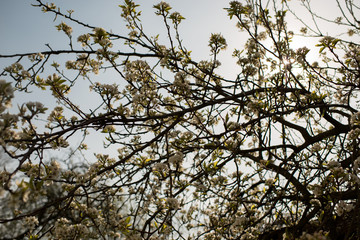 Blooming apple tree in spring time.