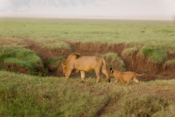 Naklejka na ściany i meble Lion cubs looking to play after they had breakfast at sunrise. Lions family in Serengeti Kenya