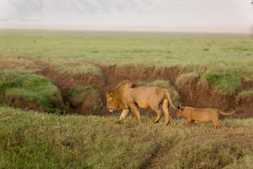 Naklejka na ściany i meble Lion cubs looking to play after they had breakfast at sunrise. Lions family in Serengeti Kenya