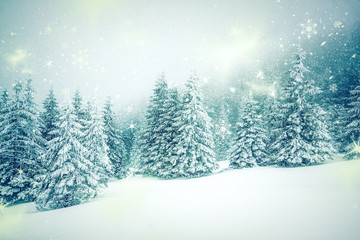  Christmas background with snowy fir trees