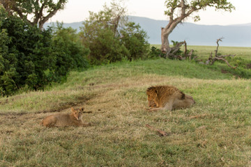 Lion cubs looking to play after they had breakfast at sunrise. Lions family in Serengeti Kenya