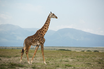 Beautiful tall male giraffe in National Park Serengeti, Kenya, Africa posing for the camera