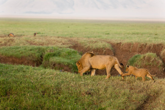 Lion cubs looking to play after they had breakfast at sunrise. Lions family in Serengeti Kenya