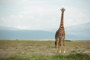 Obraz premium Beautiful tall male giraffe in National Park Serengeti, Kenya, Africa posing for the camera