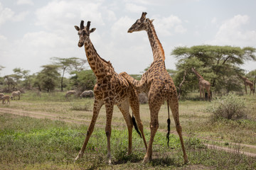 Naklejka na ściany i meble Giraffes measuring themselves, playing and training for neck fights