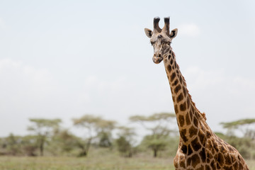Beautiful tall male giraffe in National Park Serengeti, Kenya, Africa posing for the camera