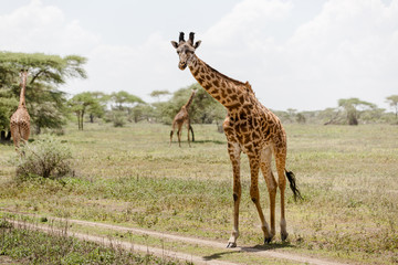 Naklejka na ściany i meble Beautiful tall male giraffe in National Park Serengeti, Kenya, Africa posing for the camera