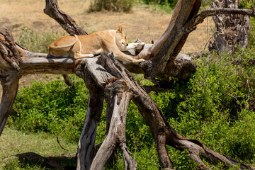Lazy lioness resting in the African savanna on a tree in the sun