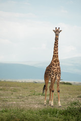 Beautiful tall male giraffe in National Park Serengeti, Kenya, Africa posing for the camera