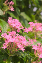 Obraz premium flower