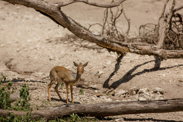Small antelope in the dried African savanna Kenya