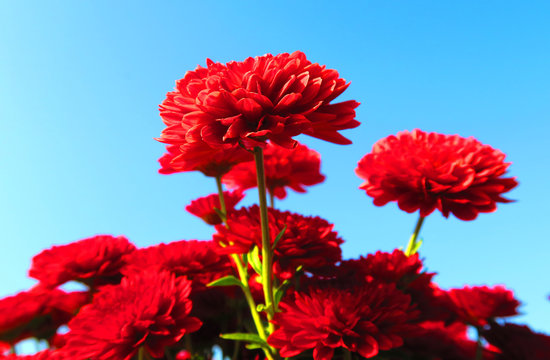 5 Best 赤い菊 Images Stock Photos Vectors Adobe Stock 5 Best 赤い菊 Images Stock Photos Vectors Adobe Stock