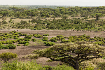 Fototapeta na wymiar The great migration observed from distance in safari, Kenya, Africa