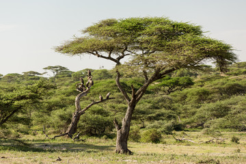 Scavengers in the acacia tree in safari