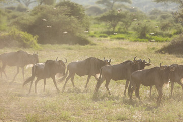 Fototapeta premium Wildlife - the great migration in Kenya Africa
