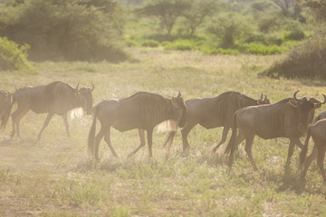 Naklejka na ściany i meble Wildlife - the great migration in Kenya Africa