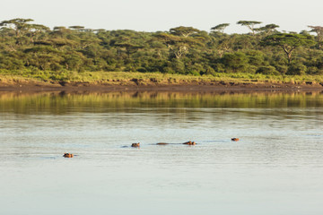 Hippo family in a red lake in Serengeti Reservation Park
