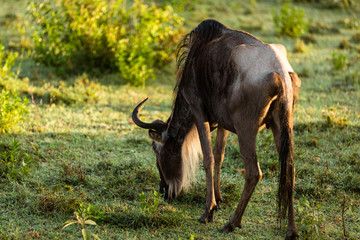 Wildlife wildebeest great migration in the African savanna