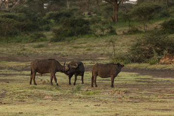 Buffalos migrating  in the morning in African savanna