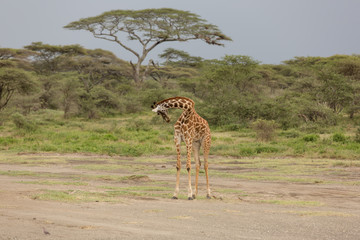 Baby giraffe eating leaves from acacia tree, natural park Kenya, Africa