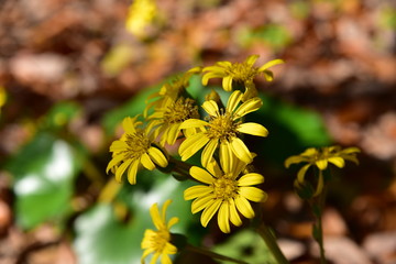 ツワブキの花