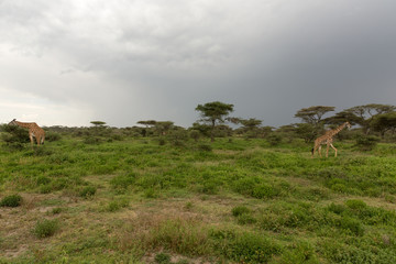 Giraffe family with baby giraffe eating in the morning 