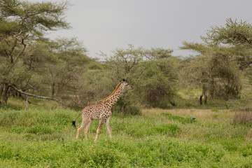 Baby giraffe eating leaves from acacia tree, natural park Kenya, Africa