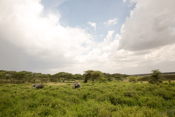 Obraz premium Stunning wildlife photography with large elephants migrating after a mud bath in the African savanna during the rainy season